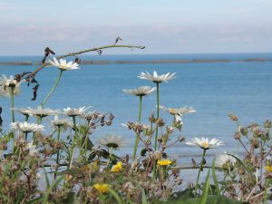 Paysage de Ver-sur-Mer